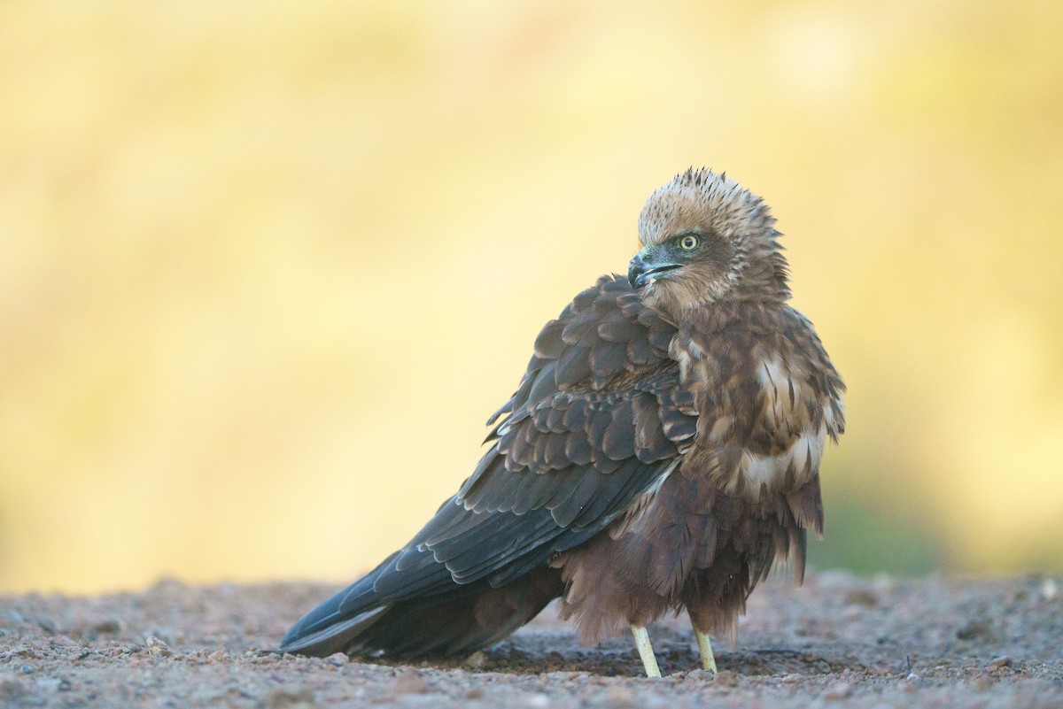 Western Marsh Harrier - ML520628841
