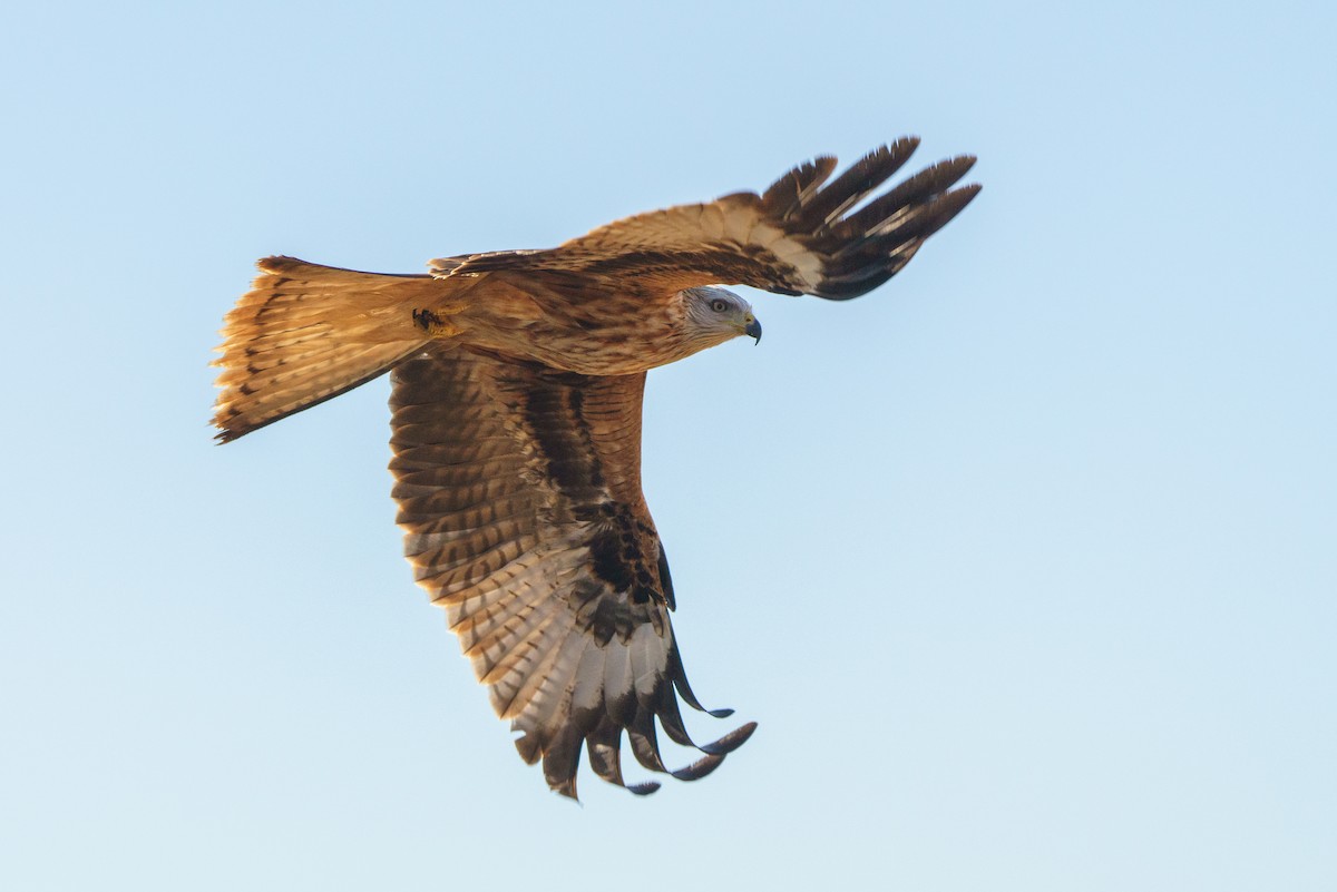 Red Kite - ML520628861