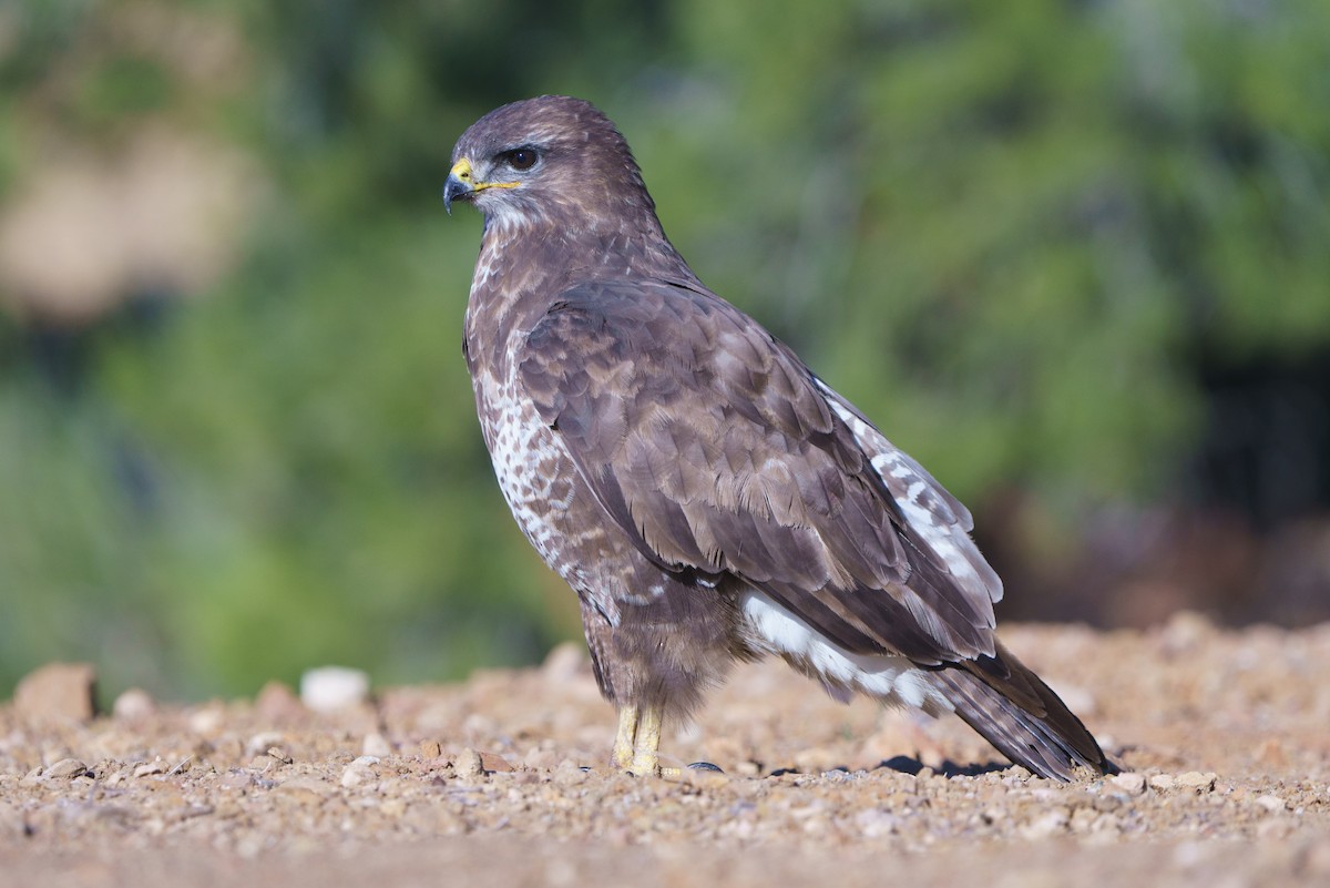 Common Buzzard - ML520628891