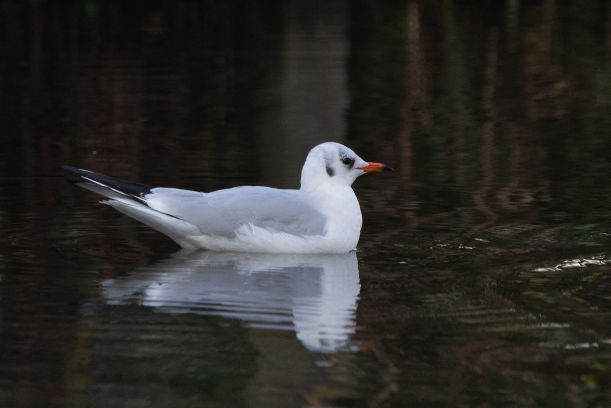 Mouette rieuse - ML520629151