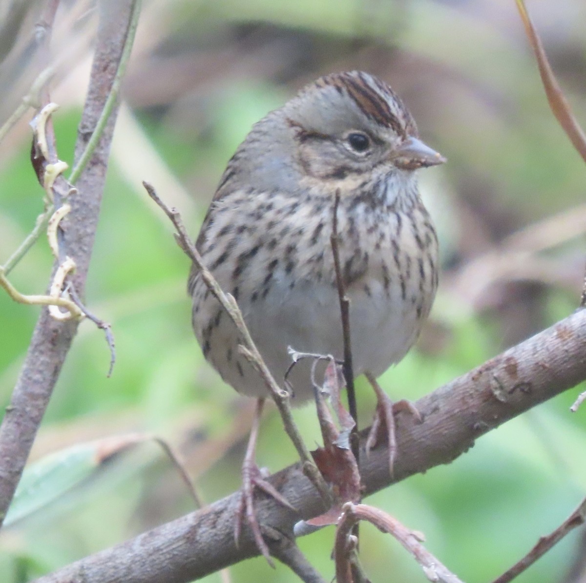 Lincoln's Sparrow - David Trissel