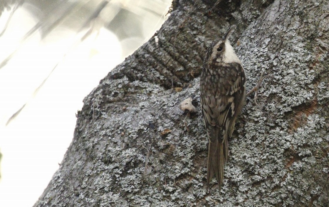 Brown Creeper - ML520629571