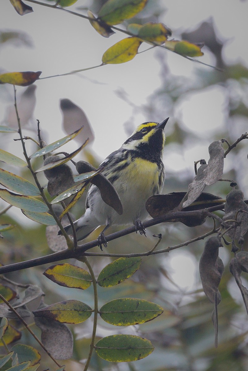 Black-throated Gray x Townsend's Warbler (hybrid) - ML520630411