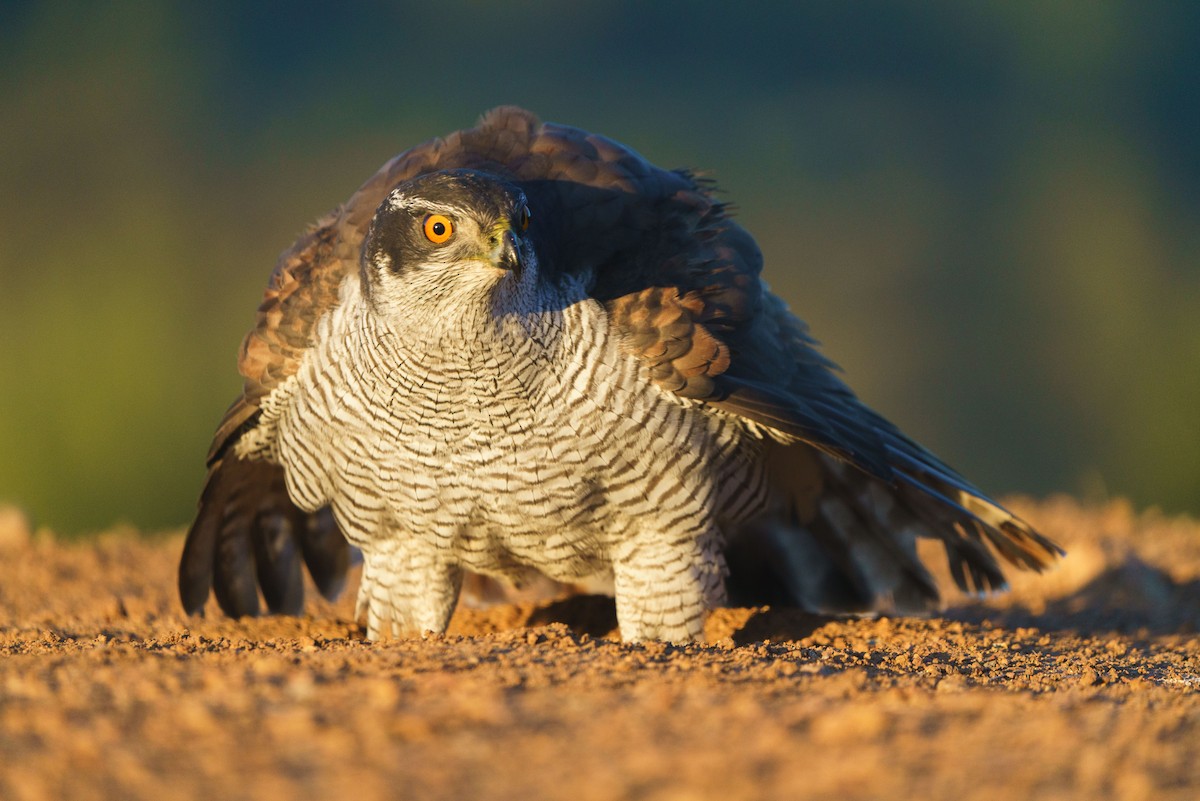 Eurasian Goshawk - ML520630731