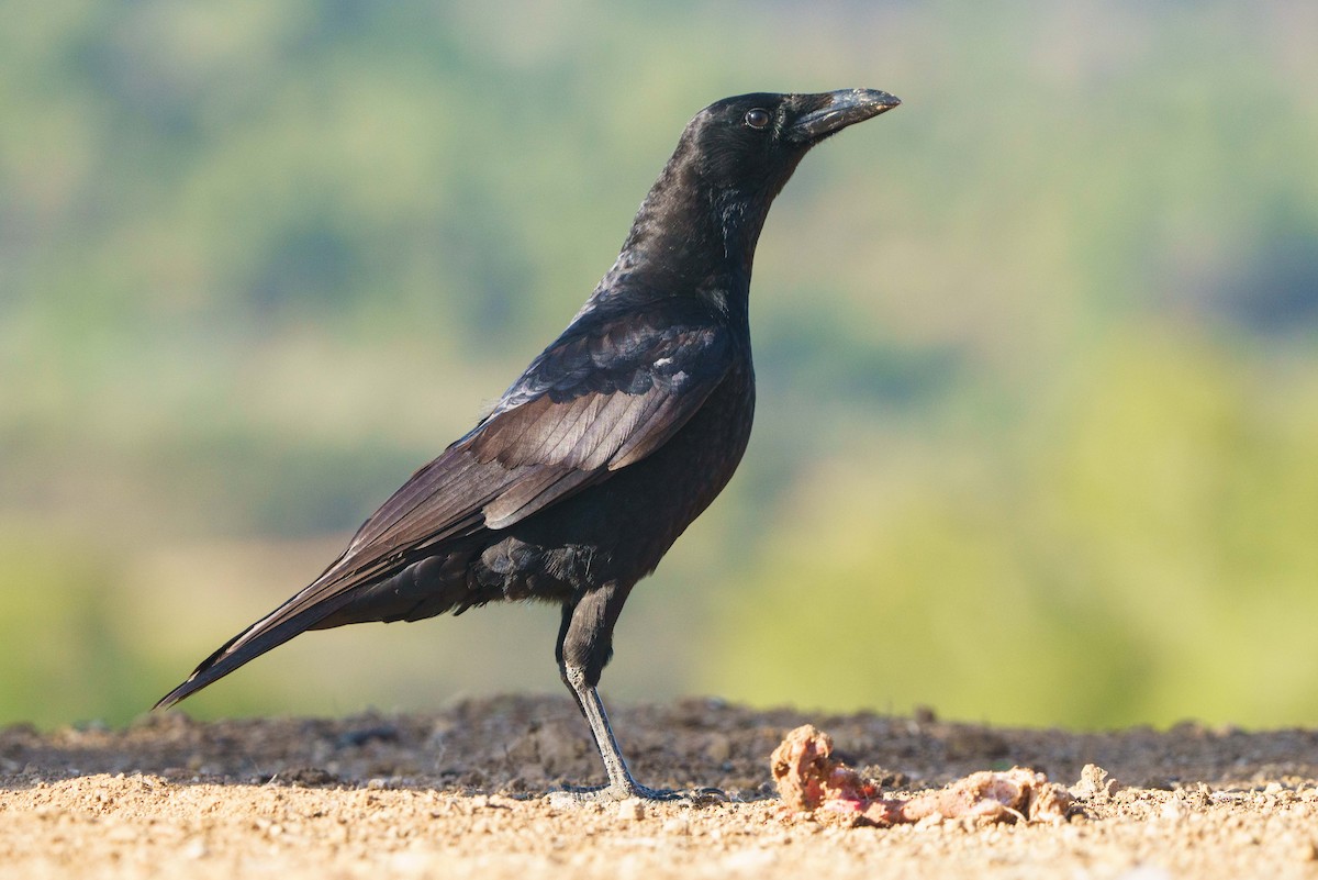 Carrion Crow - ML520630761
