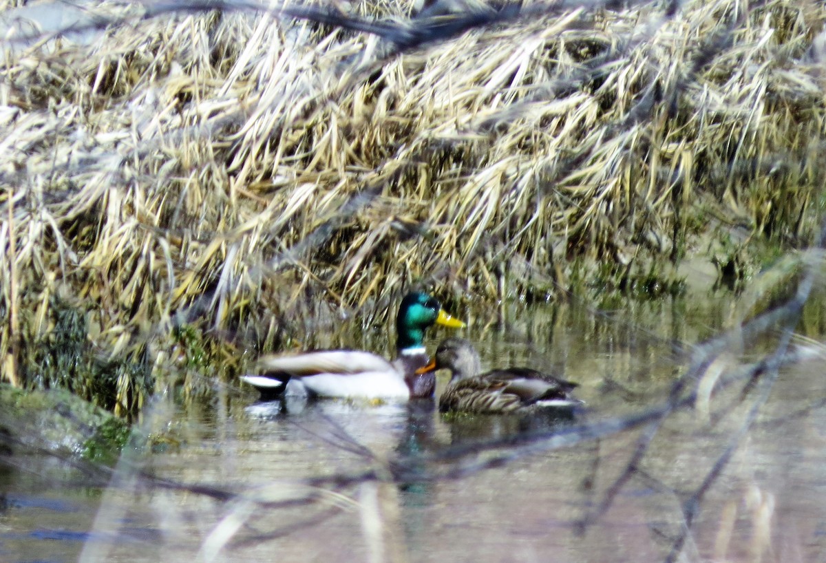 Canard colvert - ML52063091