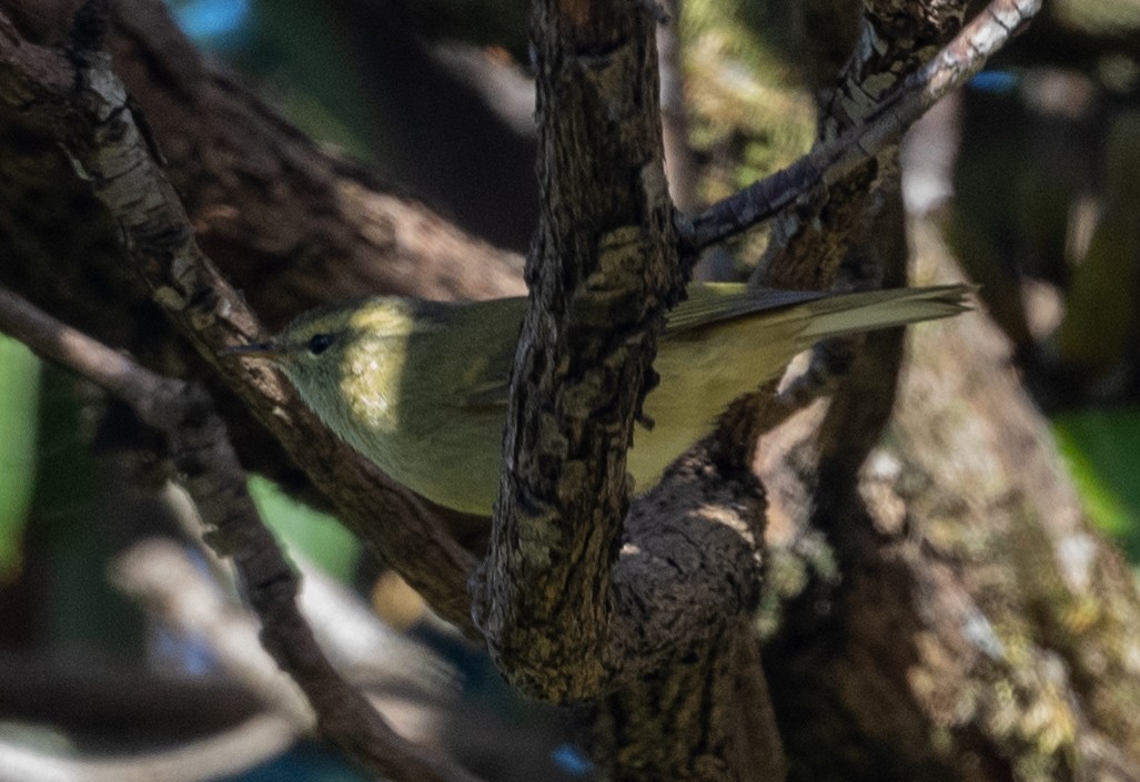 Yellow-browed Tit - ML520632541