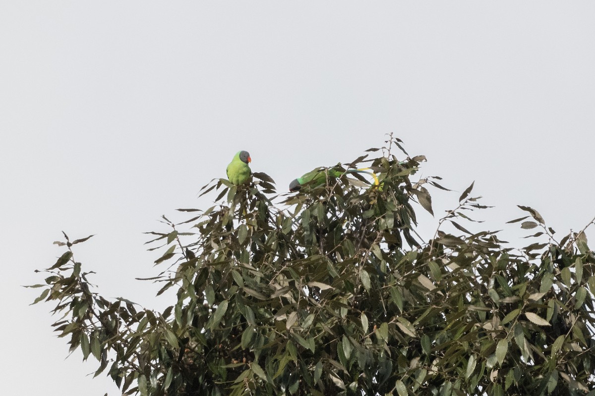 Himalaya Yeşil Papağanı - ML520632611
