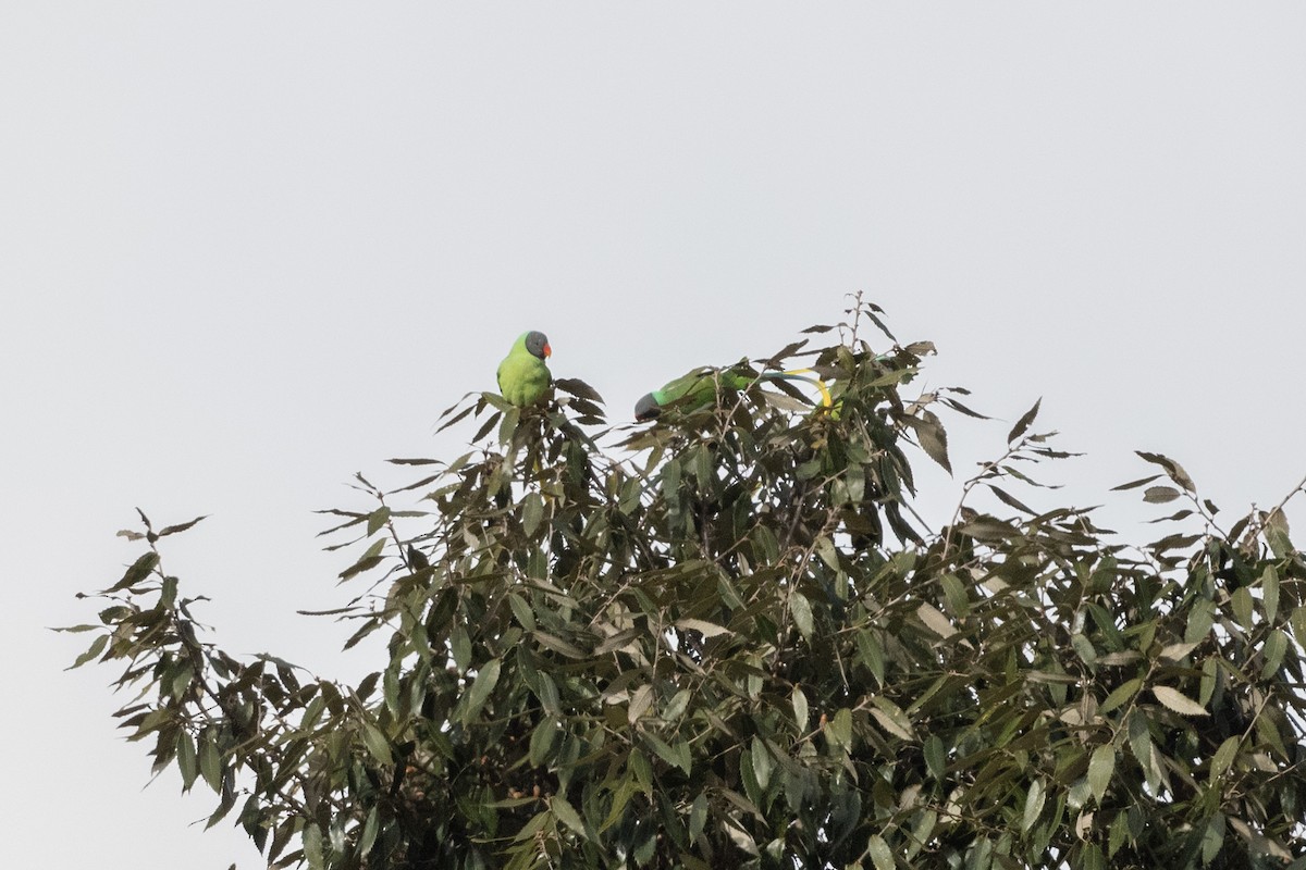 Slaty-headed Parakeet - ML520632611