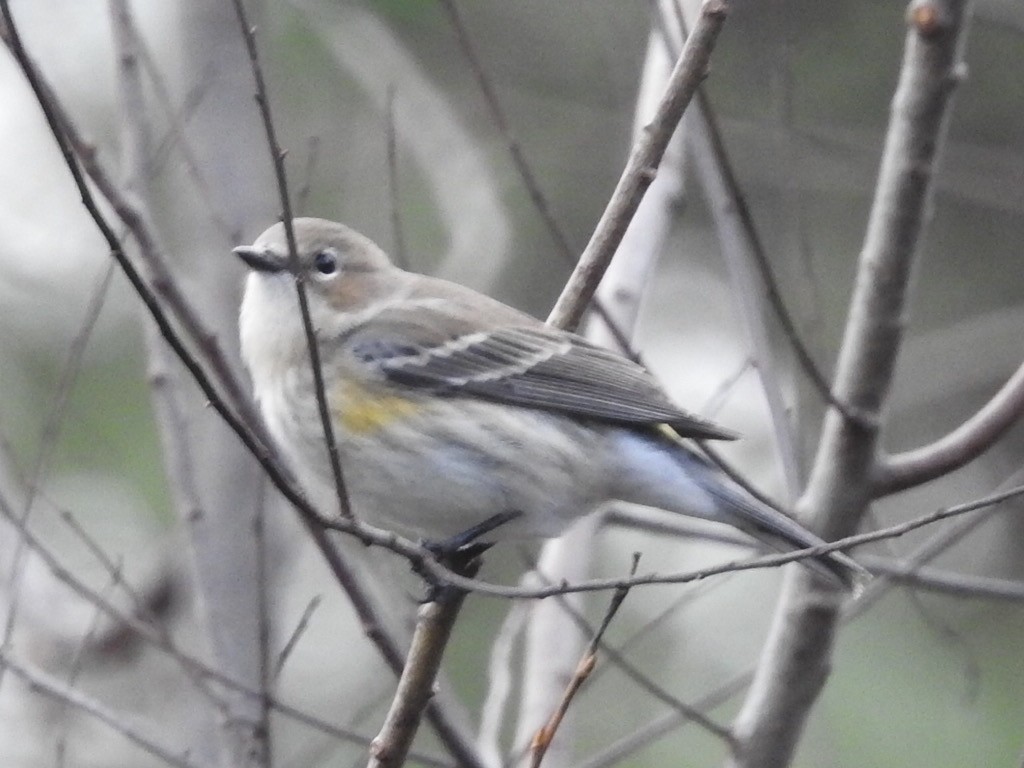 Yellow-rumped Warbler - ML520634921