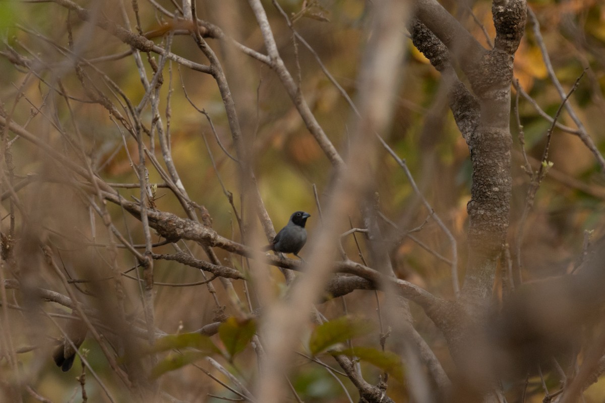 Black-faced Firefinch (Vinaceous) - ML520635701