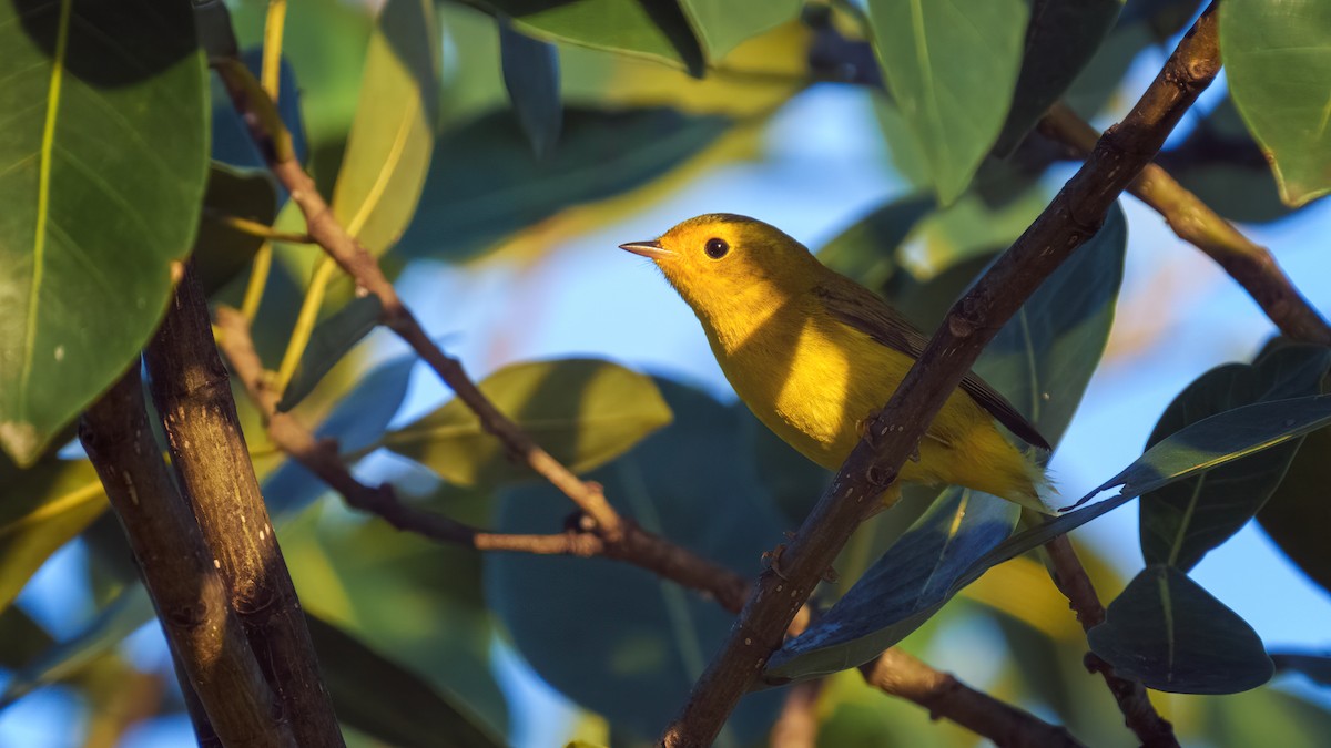 Wilson's Warbler - ML520635831