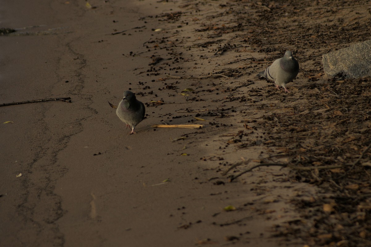 Rock Pigeon (Feral Pigeon) - ML520638741