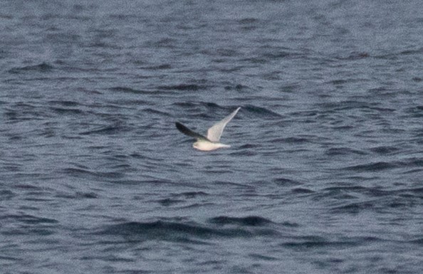 Mouette pygmée - ML520639071