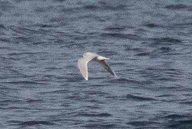 Little Gull - ML520639081