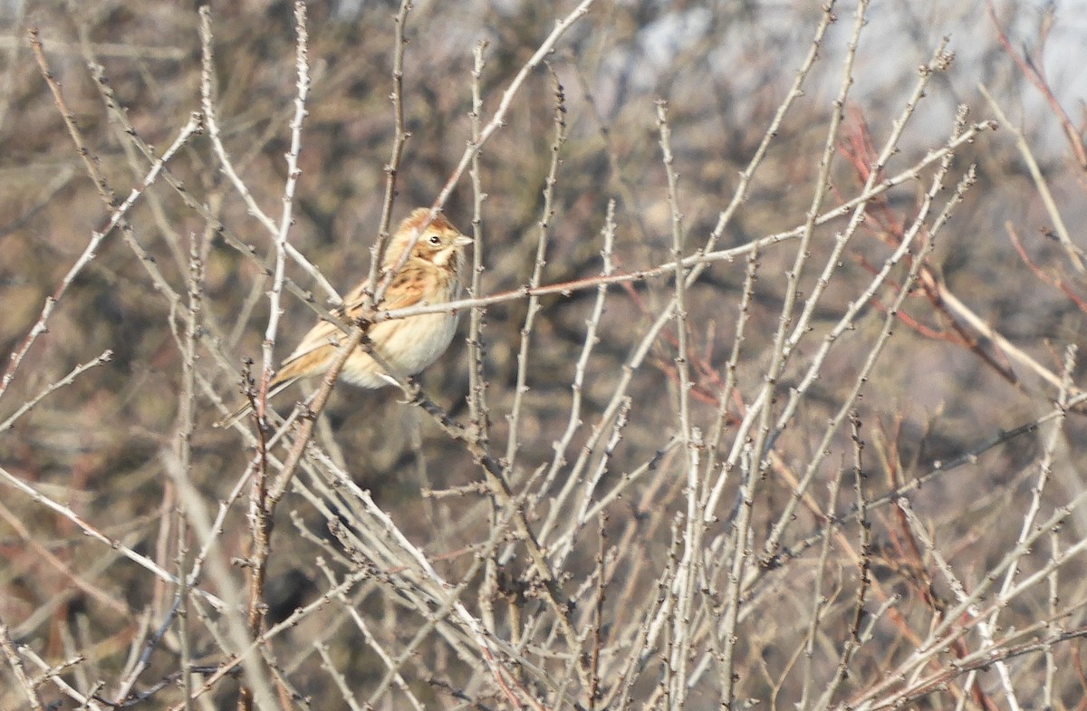 Reed Bunting - ML520639731