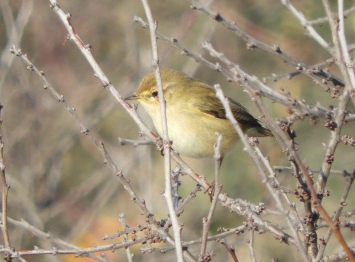 Common Chiffchaff - ML520639971