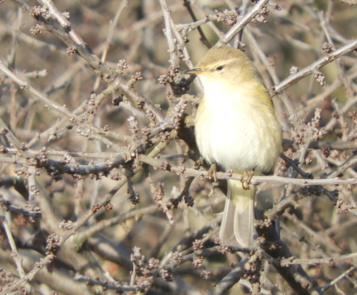 Common Chiffchaff - ML520640011