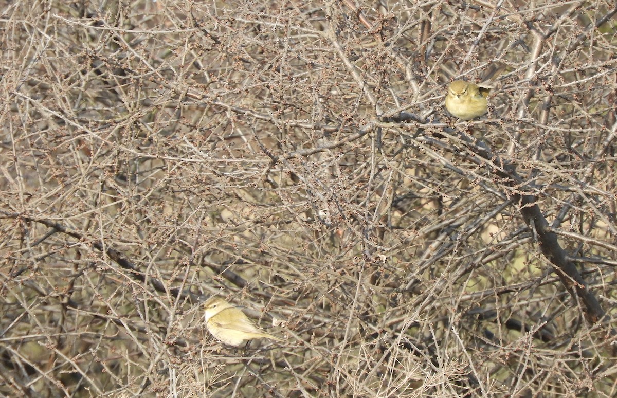 Common Chiffchaff - ML520640421