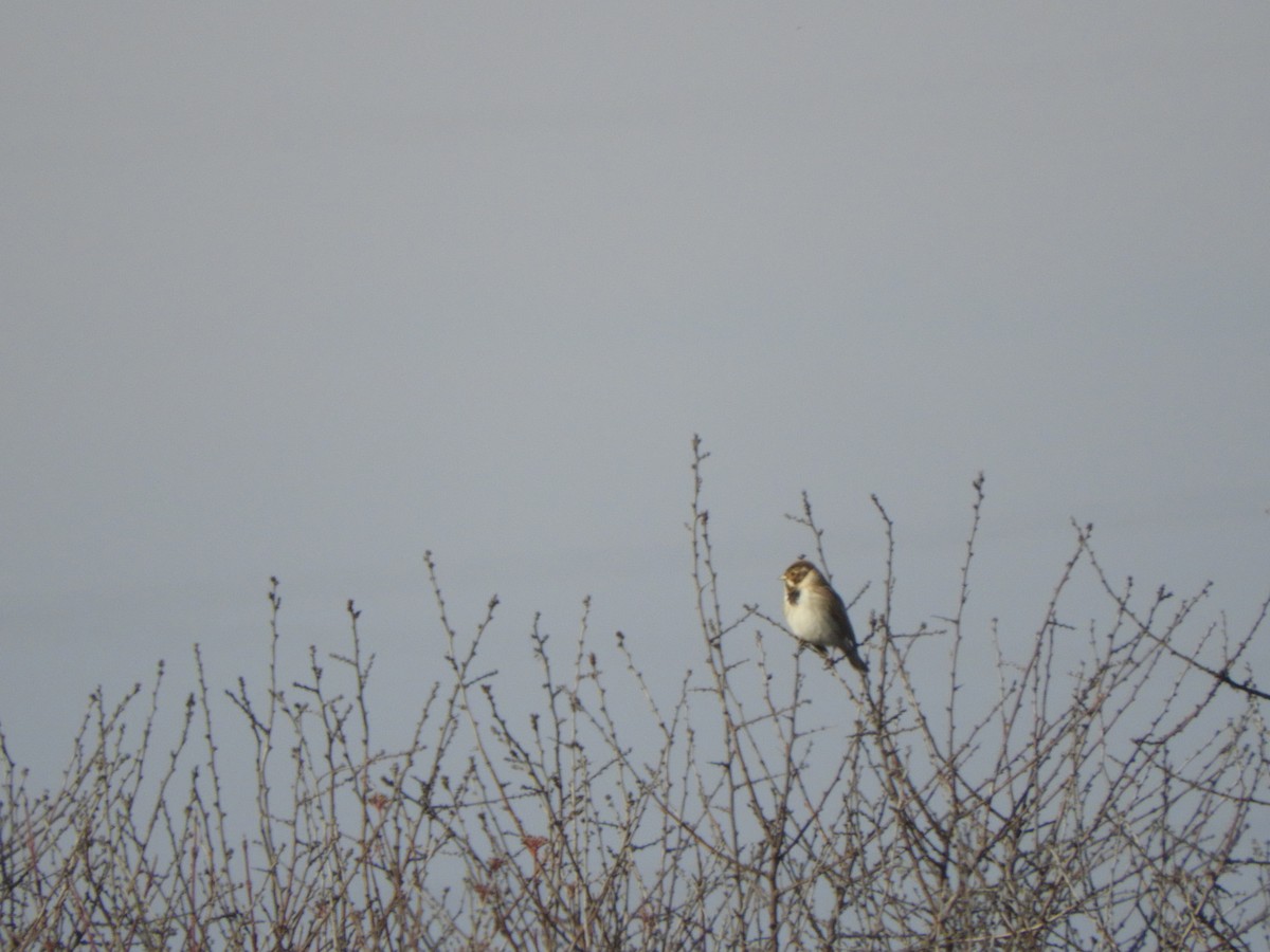 Reed Bunting - ML520640491