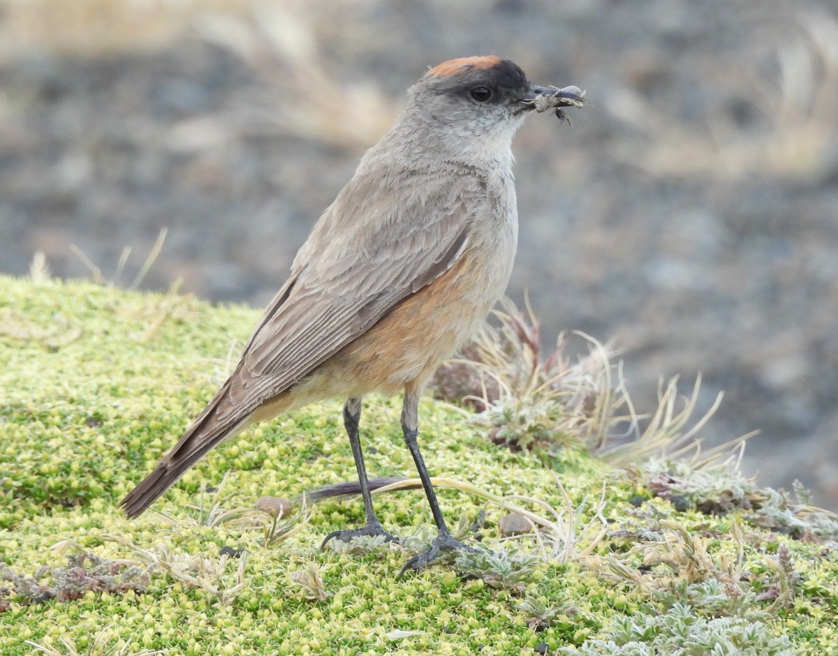 Cinnamon-bellied Ground-Tyrant - John Toldi