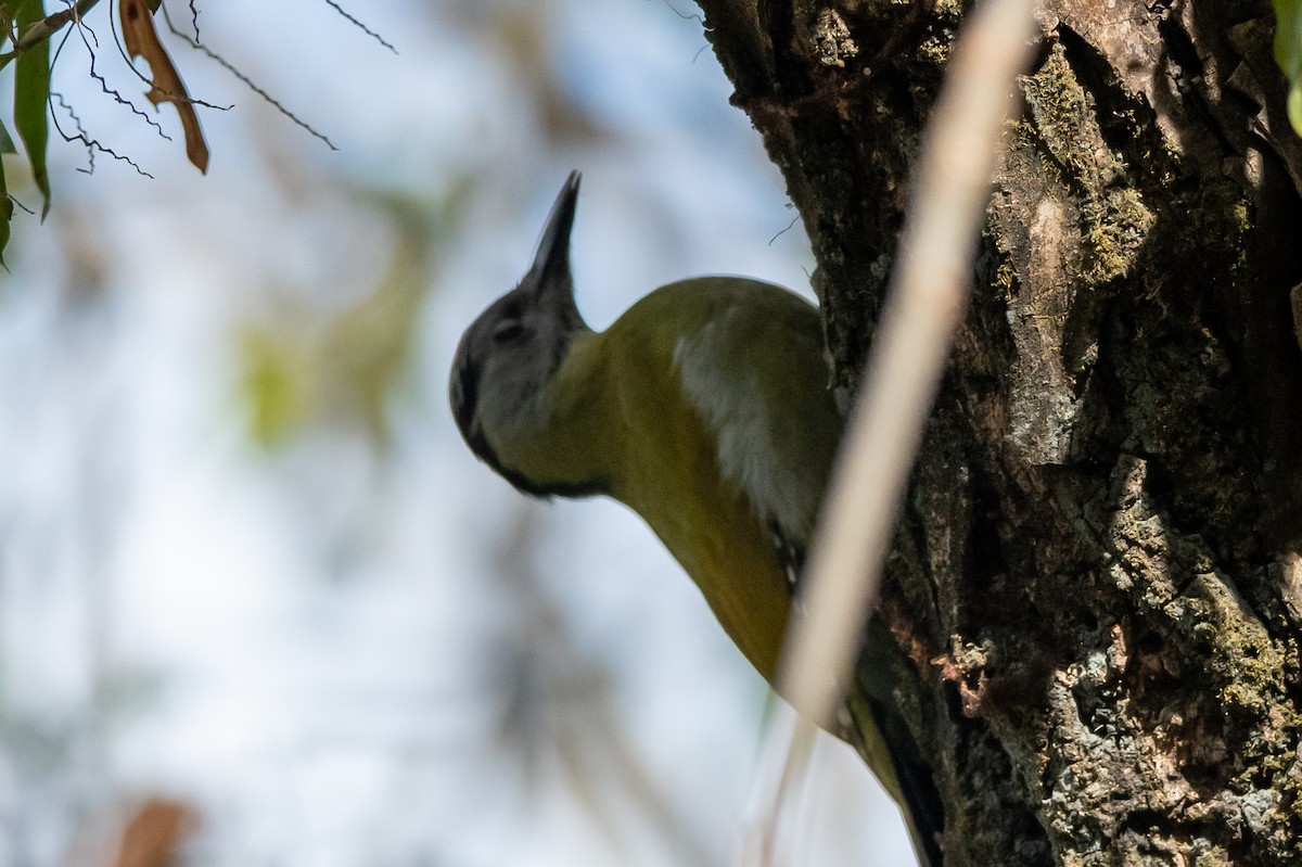 Gray-headed Woodpecker - ML520640681