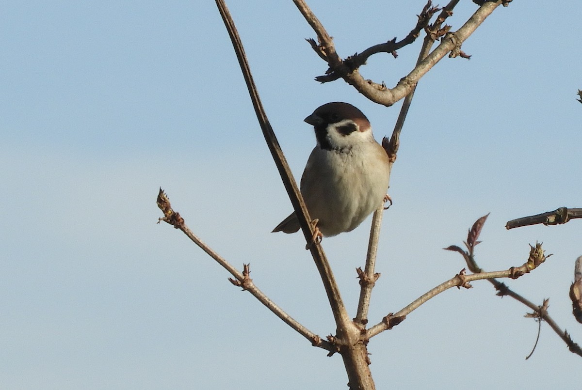 Eurasian Tree Sparrow - ML520640861