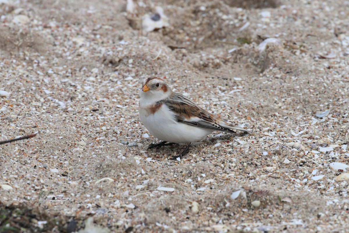 Цасч хөмрөг - ML520641211