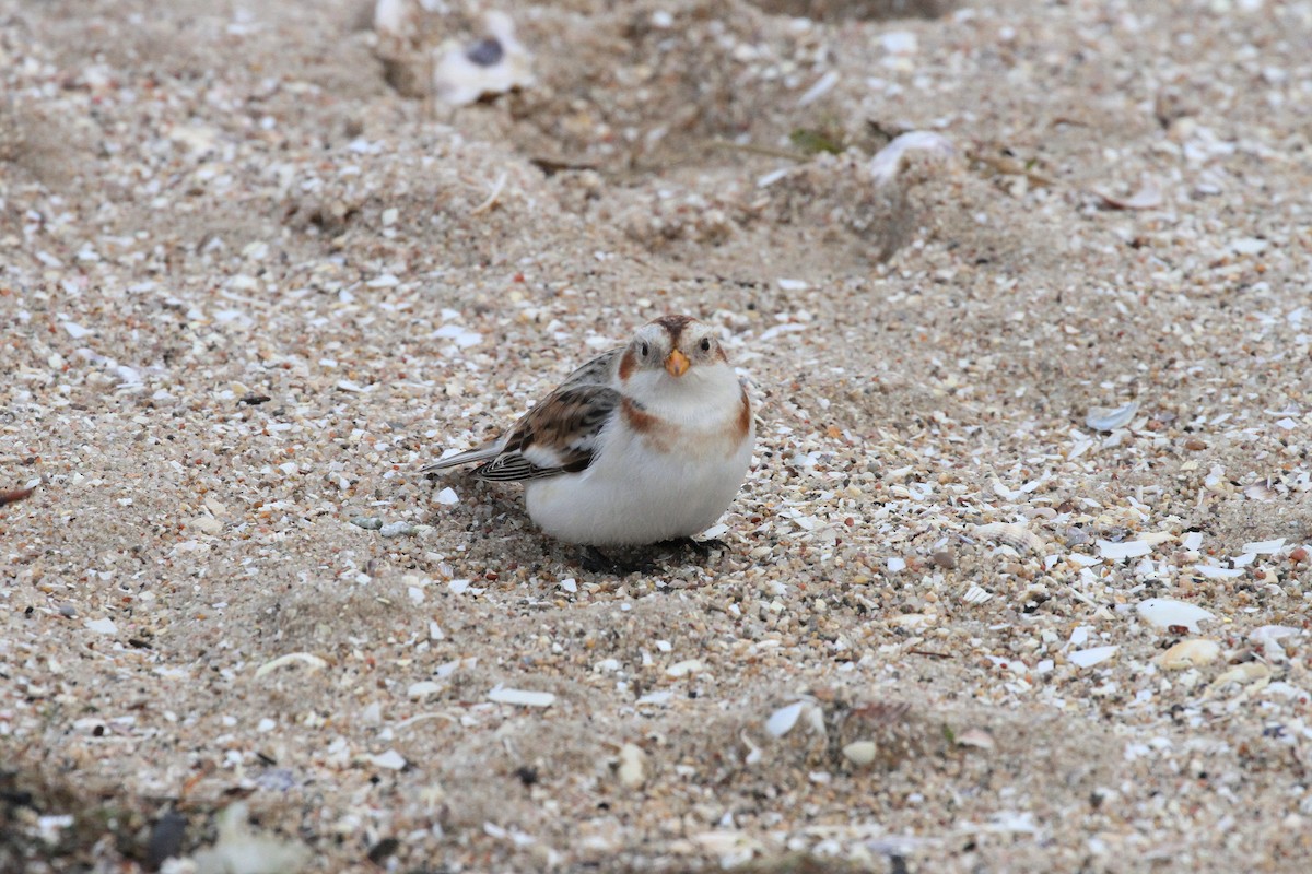 Цасч хөмрөг - ML520641221