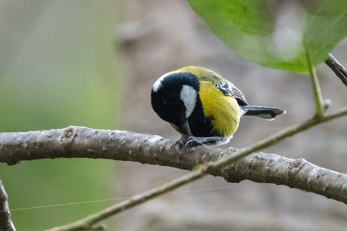 Green-backed Tit - ML520641671