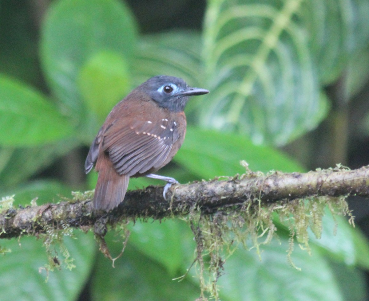 Chestnut-backed Antbird (Short-tailed) - ML520642501