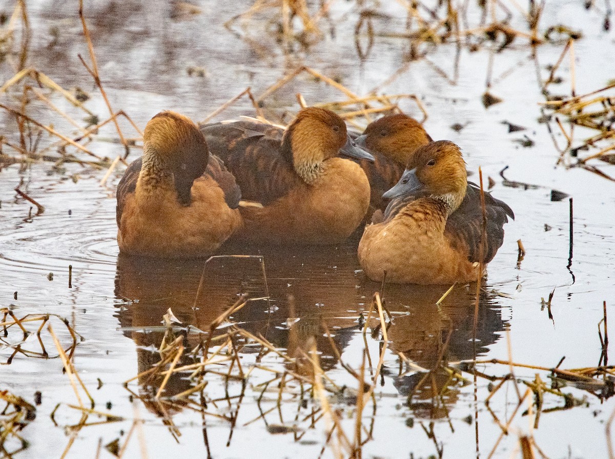 Fulvous Whistling-Duck - ML520642551