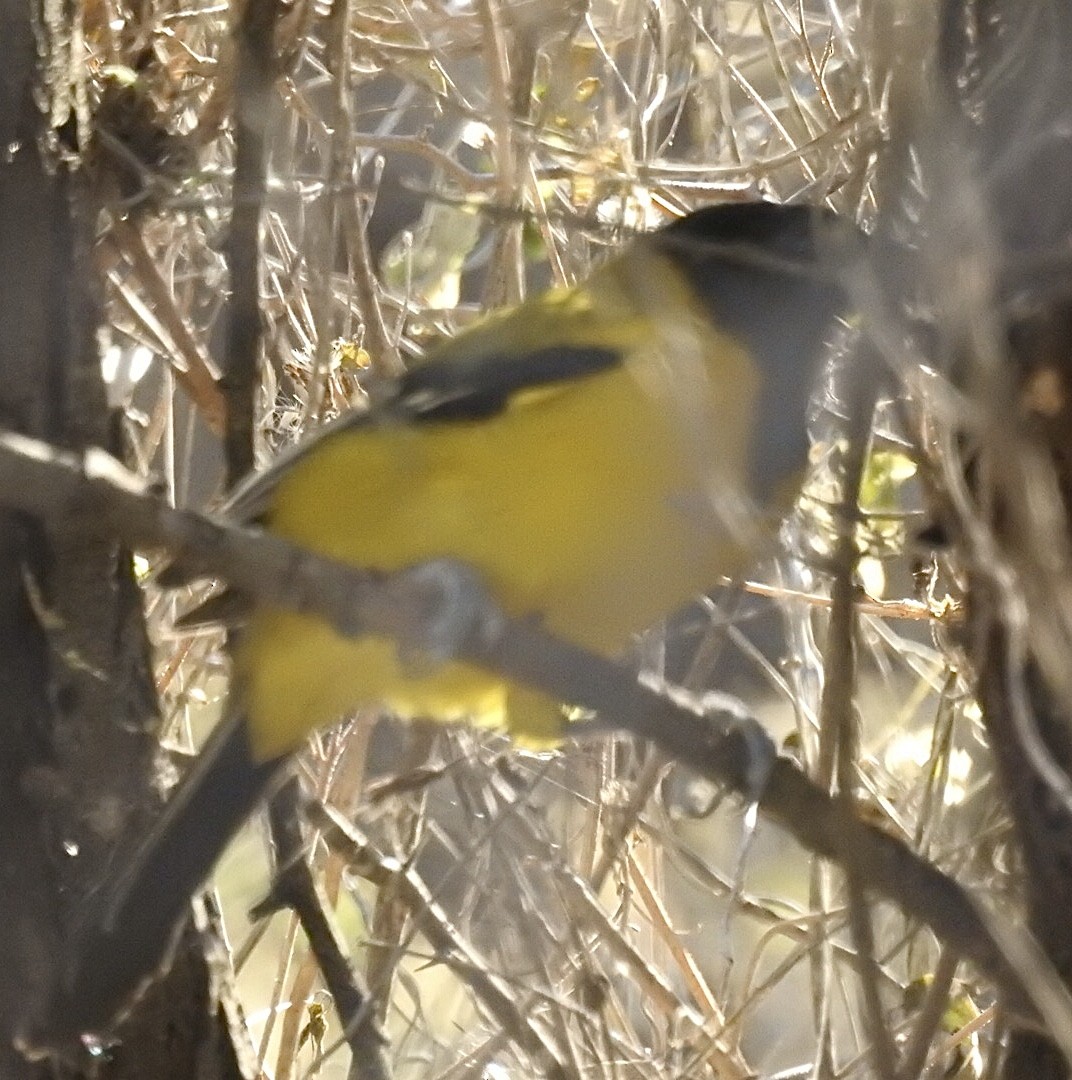 Audubon's Oriole - ML520642571