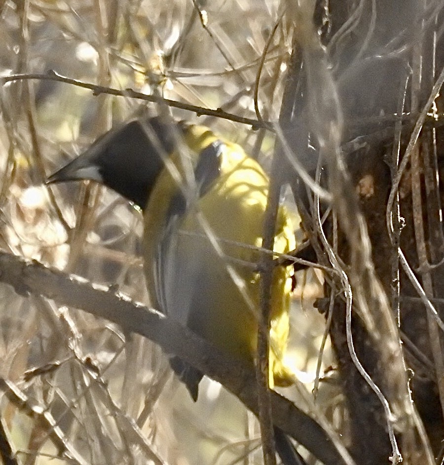 Audubon's Oriole - ML520642581