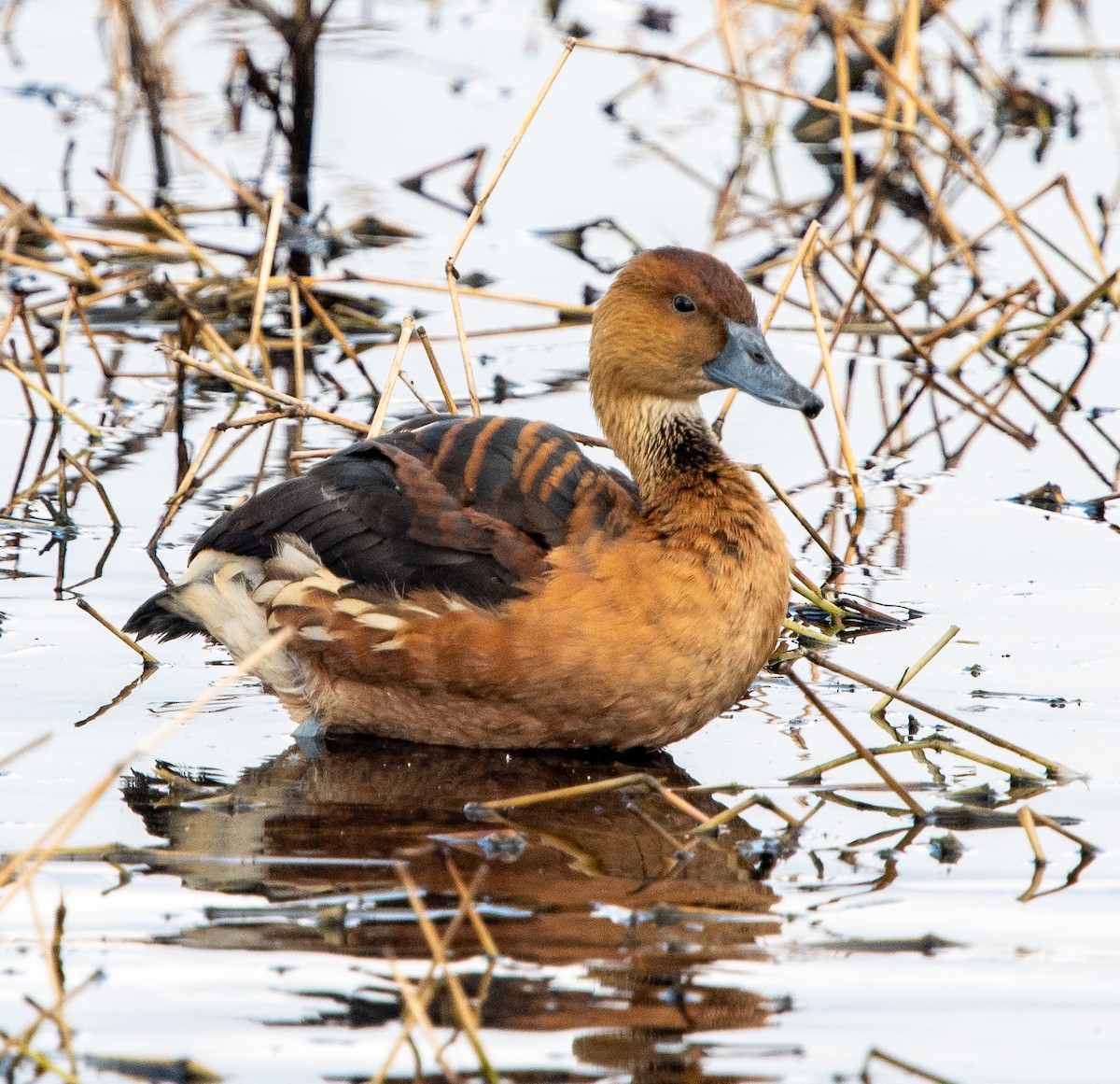 Fulvous Whistling-Duck - ML520642701