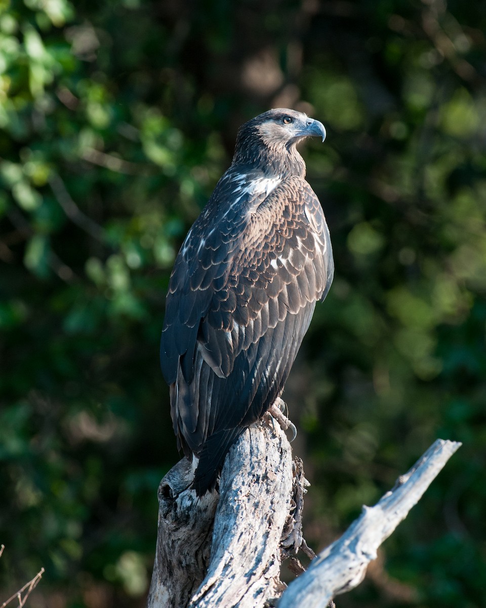 African Fish-Eagle - ML520642761