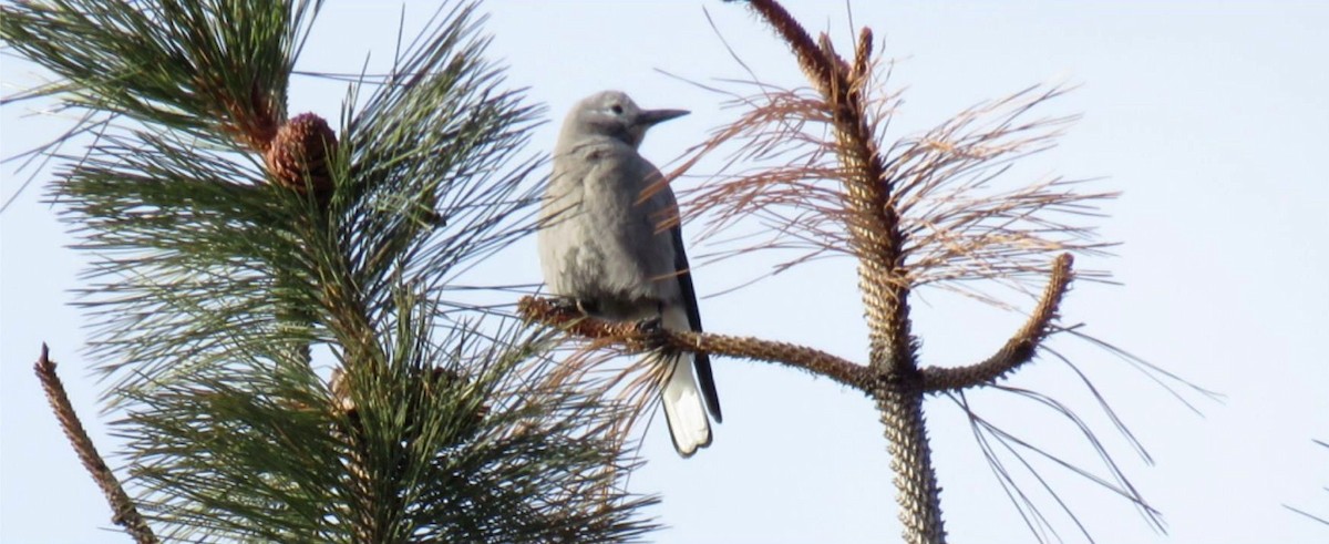 konglekråke - ML520642831