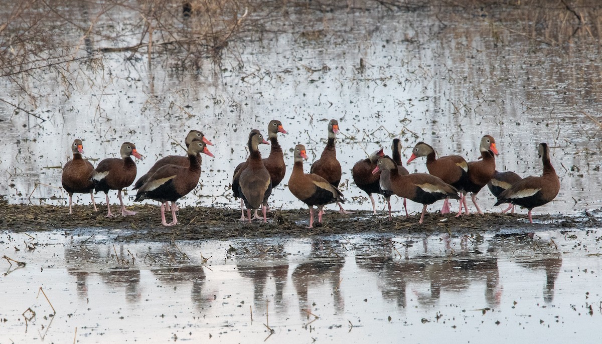 Black-bellied Whistling-Duck - ML520642991