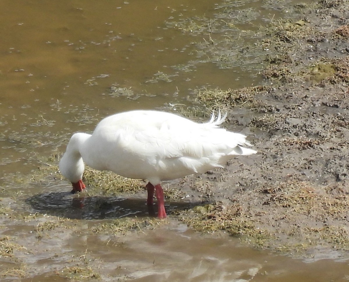 Coscoroba Swan - John Toldi