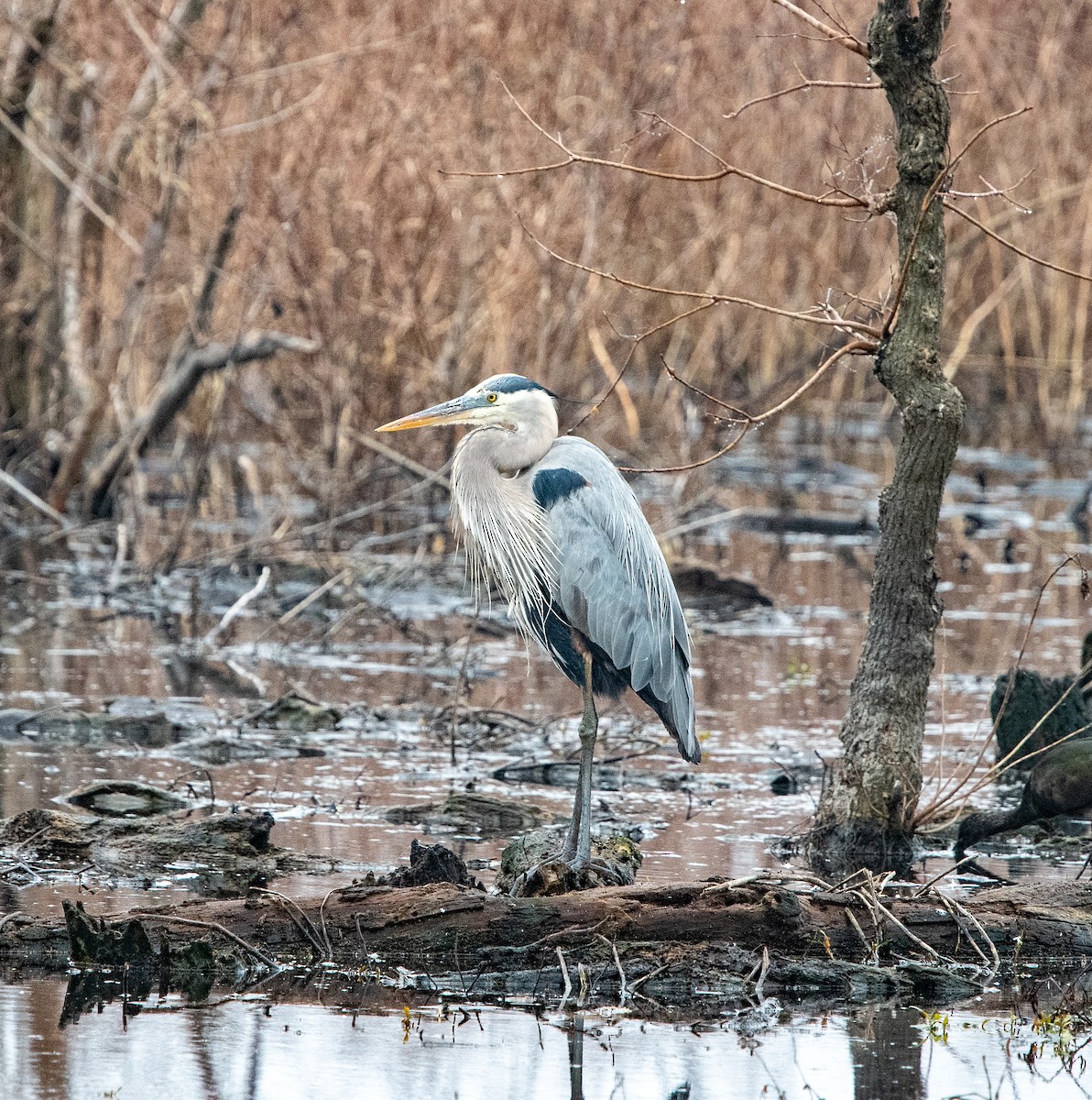 Great Blue Heron - ML520644341