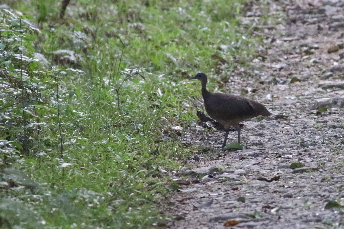 Grand Tinamou - ML520644471