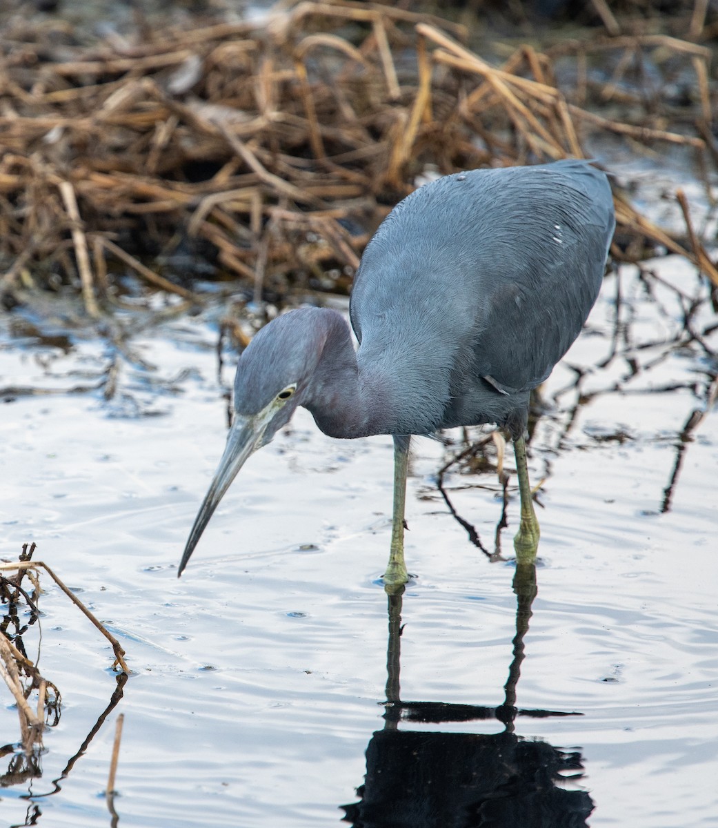 Little Blue Heron - ML520644621