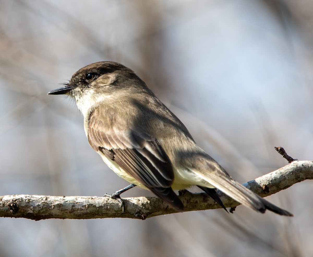 Eastern Phoebe - ML520645121