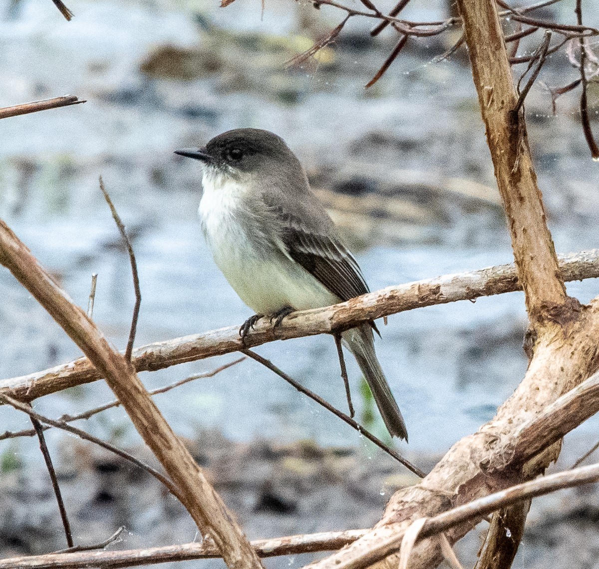 Eastern Phoebe - ML520645181