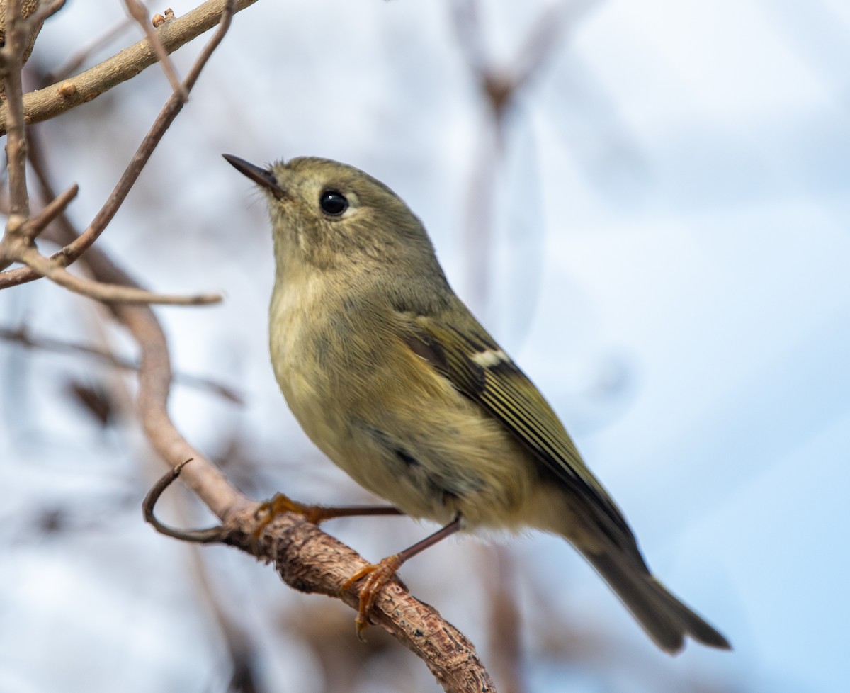 Ruby-crowned Kinglet - ML520645271