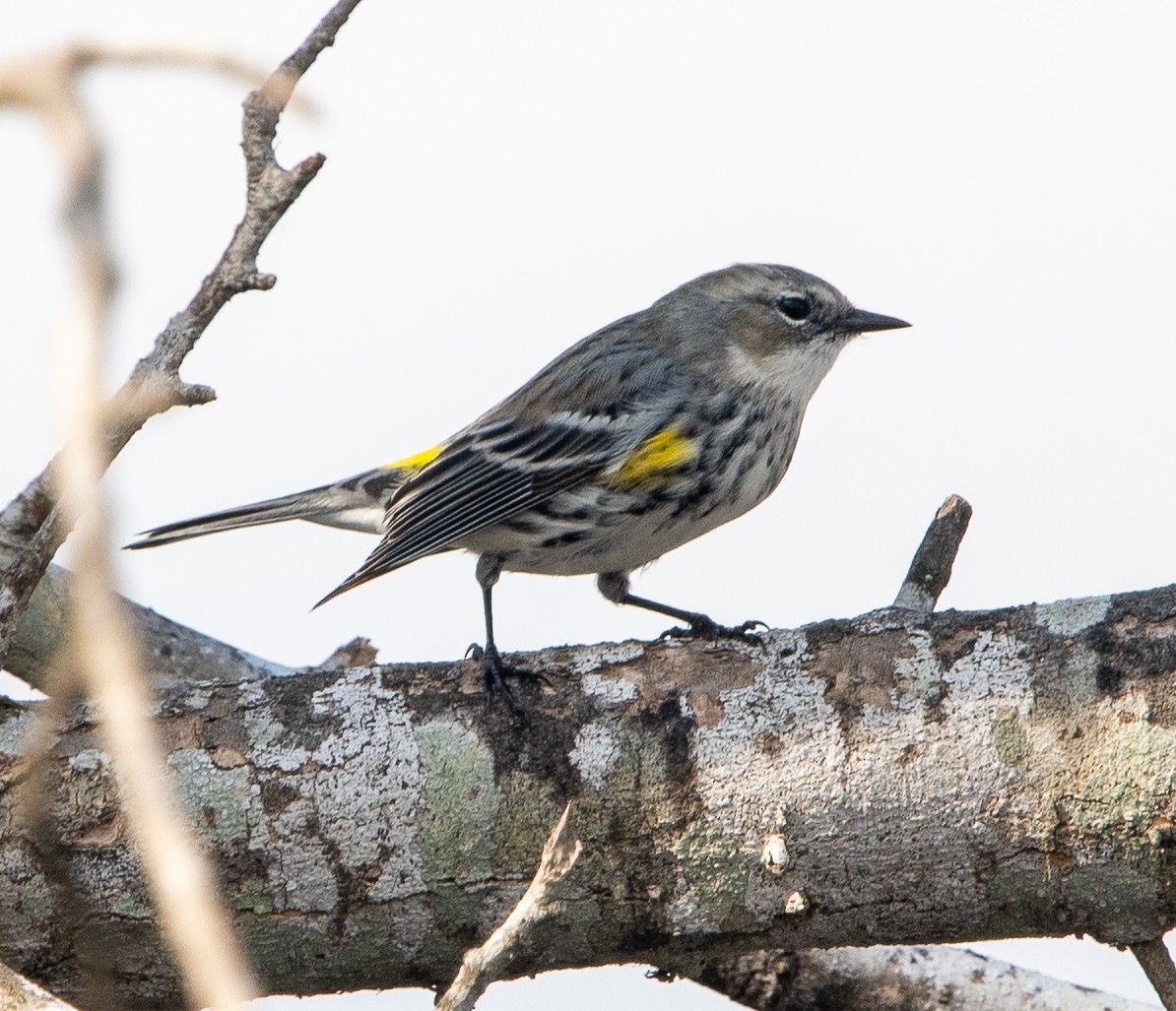 Yellow-rumped Warbler - ML520645411