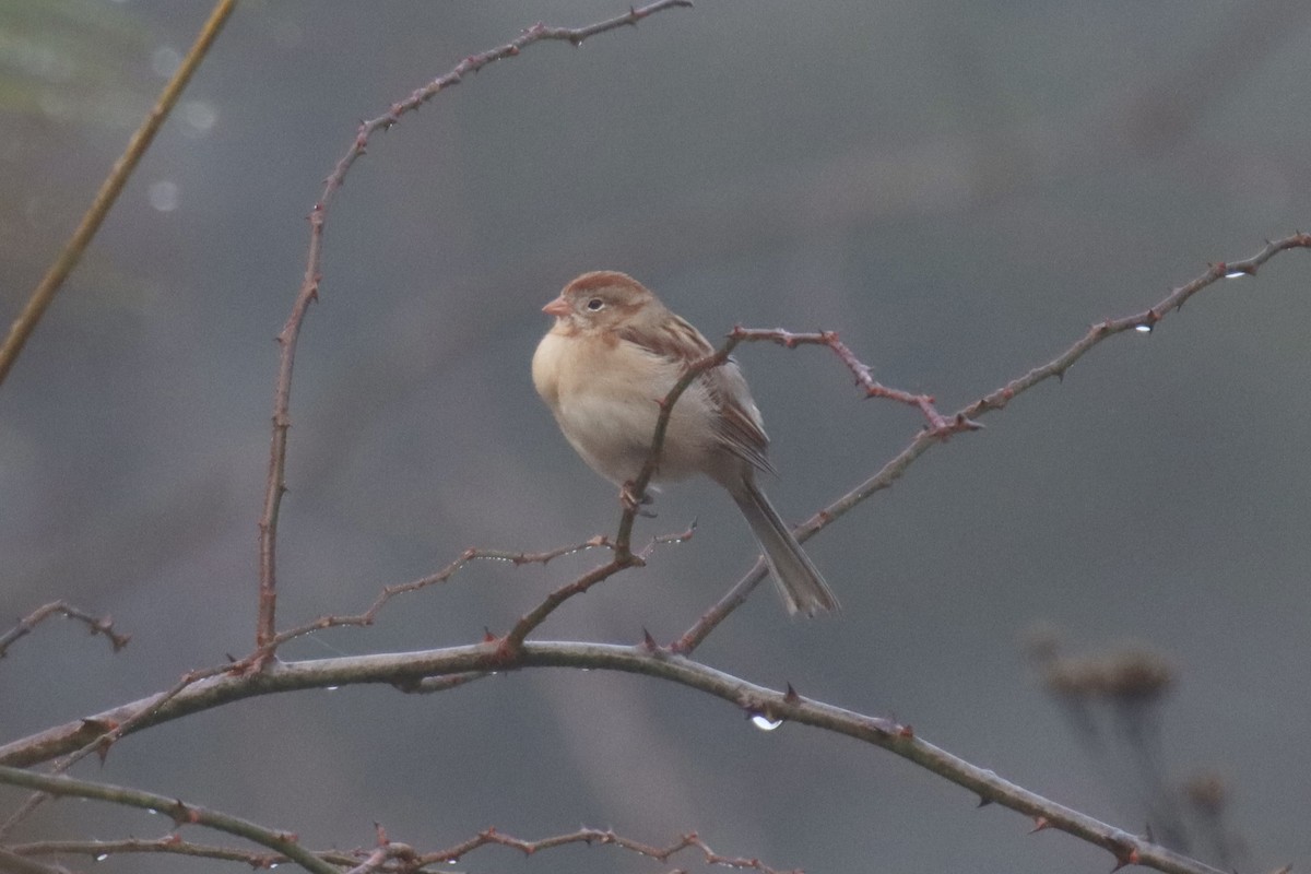 Field Sparrow - ML520645431