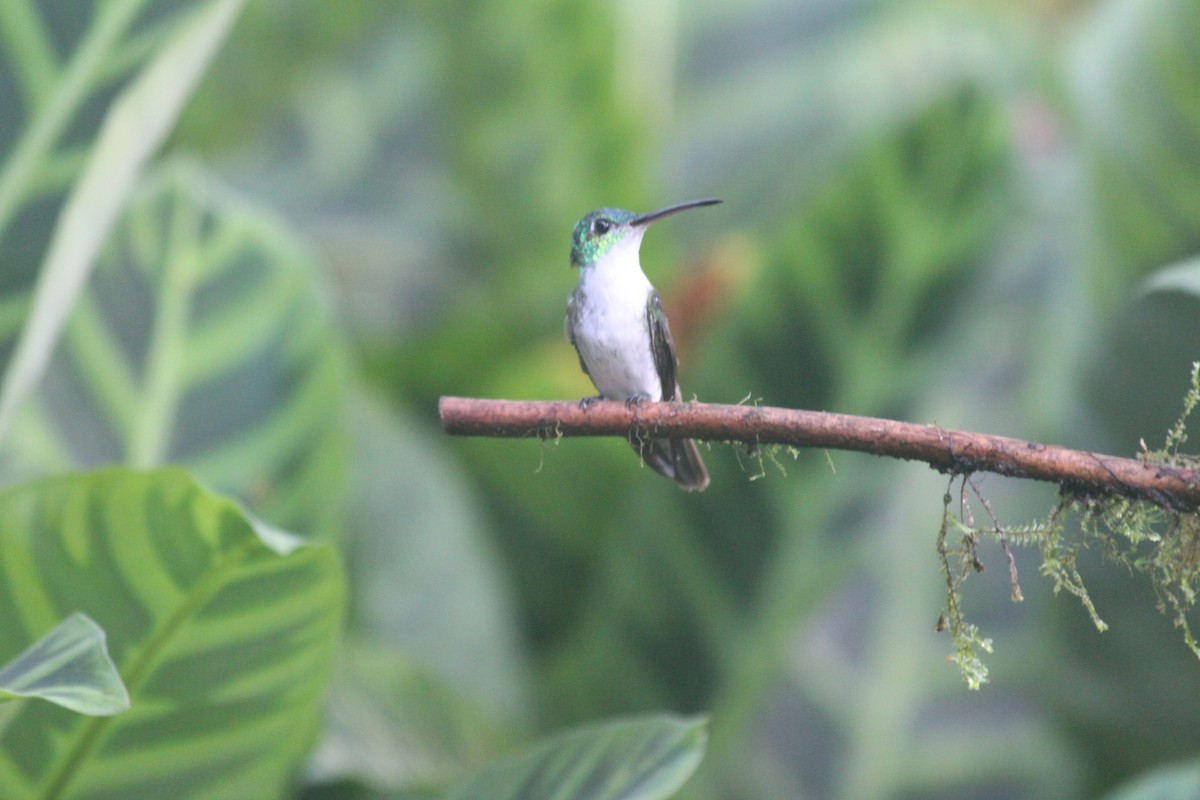 kolibřík andský - ML520647071