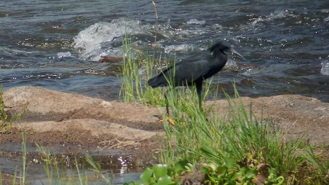 Black Heron - ML520647521
