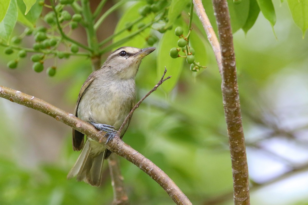 Yucatan Vireo - Max Nootbaar